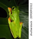  Beautiful red-eyed treefrog in Costa Rica