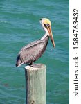 Brown Pelican Perched On Dock...