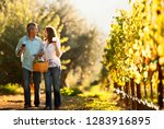Mature couple enjoy romantic walk through vineyard while tasting wine.