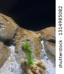 Small photo of Short snouted sea horse/ Hippocampus hippocampus
