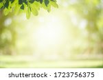 Green leaf on blurred greenery background.Beautiful leaf texture in sunlight.background natural green plants landscape, ecology.Closeup nature view with free space for text.Natural green background.