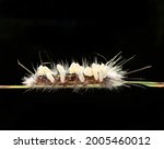 Caterpillar With White Eggs On...