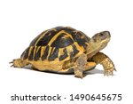 Hermann tortoise turtle d...