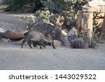 Baby And Parent Javelina In...