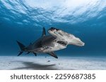 Small photo of Great Hammerhead Shark up close in the Bahamas