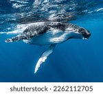 Small photo of Humpback Whale up close in French Polynesia