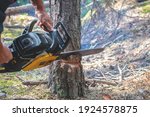 Lumberjack Cutting Pine Tree...