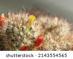 Selective Focus On Cactus...
