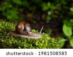 Snail In Its Natural Habitat....