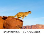 Cougar  Mountain Lion Jumping