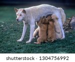 Female Dingo with its babies