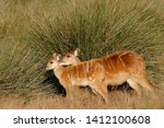 Sitatunga Antelope Near A Swamp
