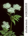 Small photo of Flowers of Sweet Cicely on black background