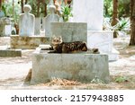 Cat laying on the tombstone in...