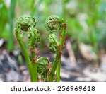 Small photo of Fiddle head Ferns against an out of focus background.