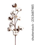 Cotton branch isolated on white ...
