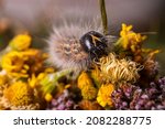 Small photo of A mothy hairy caterpillar butterfly ith long, white hairs, crawling over the flower