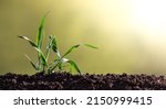 Sprout Of Sprouted Wheat In The ...