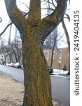 Small photo of Edmonton, Alberta Canada- January 29 2024: Trees, adorned with yellow moss, bring bursts of color to the city. They provide a visual feast that breaks the monotony of the concrete jungle.