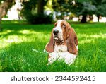 Small photo of A dog of the basset hound breed lies on green grass against a background of trees. The dog has long ears and sad eyes. He looks up and shows his tongue