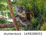 Lovely Koala Bear In Melbourne...