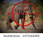 African elephant being hunted.Red cross hair superimposed over a bull elephant.Should elephant hunting be banned?