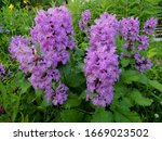 Small photo of Betonica macrantha known also as Stachys macrantha makes slowly increasing clumps of rich green, wrinkled, scallop-edged leaves, while rosy-mauve funnel-shaped flowers in whorls are held on erect stem