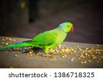 Green Indian Ringneck Parakeet  ...