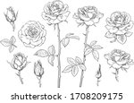 Big set of rose flowers, buds, leaves and stems in engraving style. Hand drawn realistic open and unblown rosebuds. Decorative vector elements for tattoo, greeting card, wedding invitation.