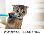 British Kitten And A Toothbrush....