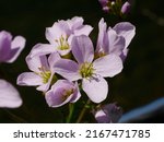 Small photo of Flowers of the lady's smock (Cardamine pratensis).