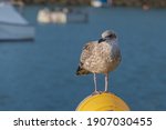 Seagull On A Buoy In The Sea In ...