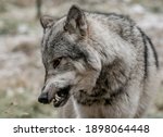 Grey Wolf Snarling At Pack