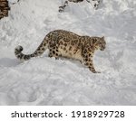 Snow Leopard In Winter Snow....