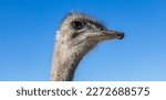 African Ostrich Close Up Face....