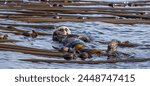 Sea otter floating on it's back