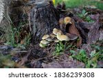 A Mushroom Toadstool Grows Near ...