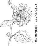 Sunflower. Hand Drawn Vector...