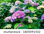Magenta pink hydrangea macrophylla or hortensia shrub in full bloom in a flower pot, with fresh green leaves in the background, in a garden in a sunny summer day