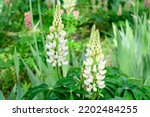 Close up of white flowers of Lupinus, commonly known as lupin or lupine, in full bloom and green grass in a sunny spring garden, beautiful outdoor floral background photographed with soft focus