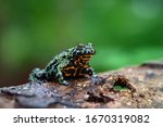 Fire Belly Frog On Tree Stump