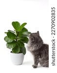 Small photo of Grey fluffy cat smelling green Fiddle Leaf Fig houseplant isolated on white background