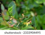 Sawfly catterpillar eating rose ...