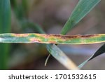 Small photo of Leaf spot of wheat, septoria leaf blotch, speckled leaf blotch of wheat