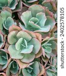 Small photo of Succulent (Kalanchoe)is ornamental plant pot is Succulent plants, easy to grow, can be grown both indoors and outdoors.