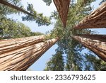 Small photo of View at Gigantic Sequoia trees in Sequoia National Park, California USA sun light