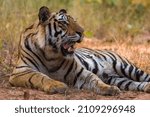 Small photo of The Tongue twister Royal Bengal Tiger India big beautiful