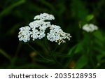 Close Up Of Little Yarrow...