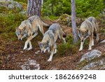 Small photo of wolves, Wolf pack attacks, on the hunt