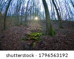 Small photo of A fish eyeshot of mossy trees in the forest highlighted by sunlight on the background